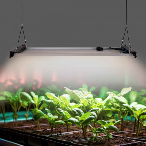 Pflanzenlampe 250W dimmbar GROW Light Full Spectrum LED wie sinnvoll sind pflanzenlampen