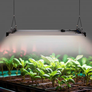LED Grow Light plants