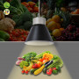 Campana LED per fruttivendolo 36W - KeGu Driver