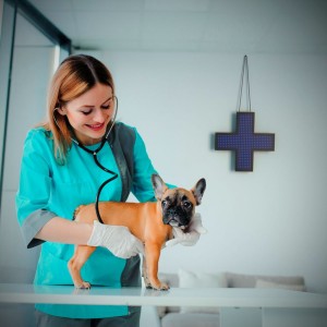 Medico Veterinaria